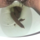From under the toilet, a very cute girl takes a longer shit with hanging logs and product in the bowl. Filmed from a between the legs perspective. Vertical format video. About 2.5 minutes.